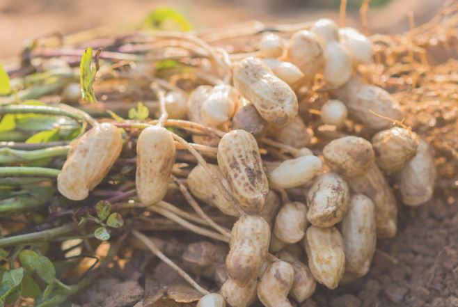 Where Do Peanuts Come From