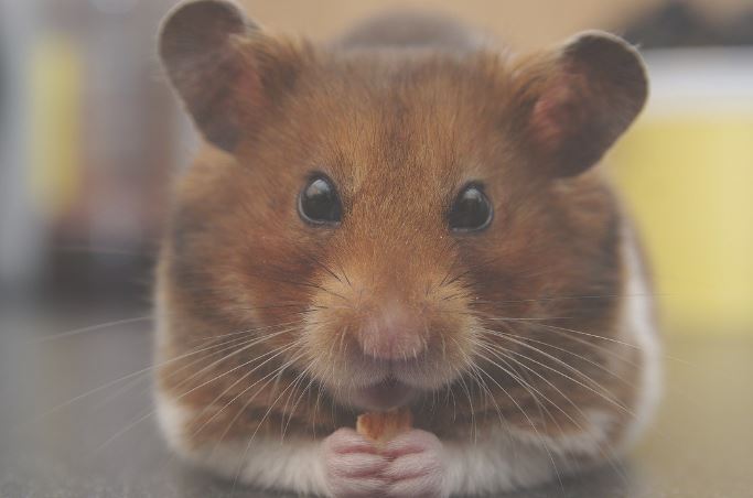 All Types of Hamsters their Characteristics Habitats and More Factsnet